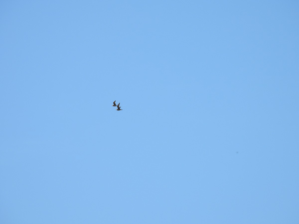 American Golden-Plover - ML642194165