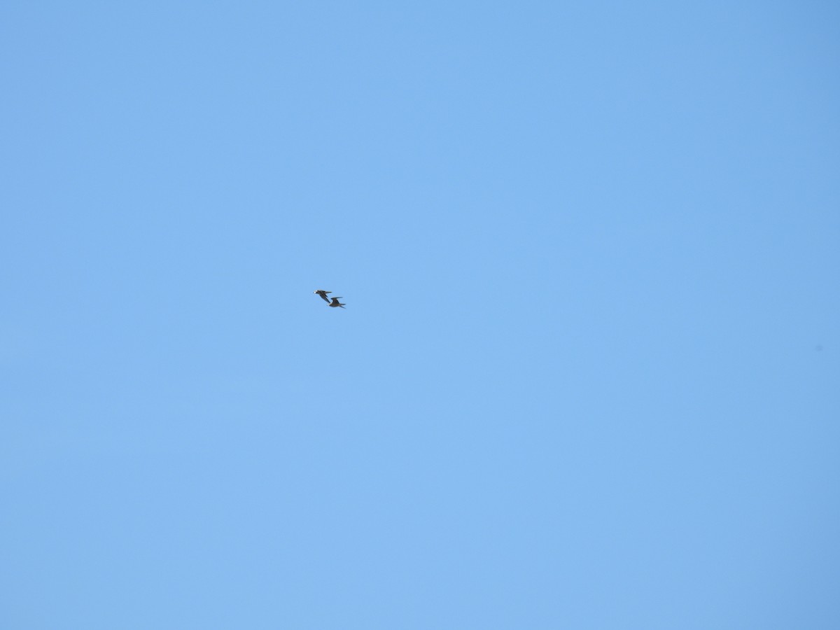 American Golden-Plover - ML642194166