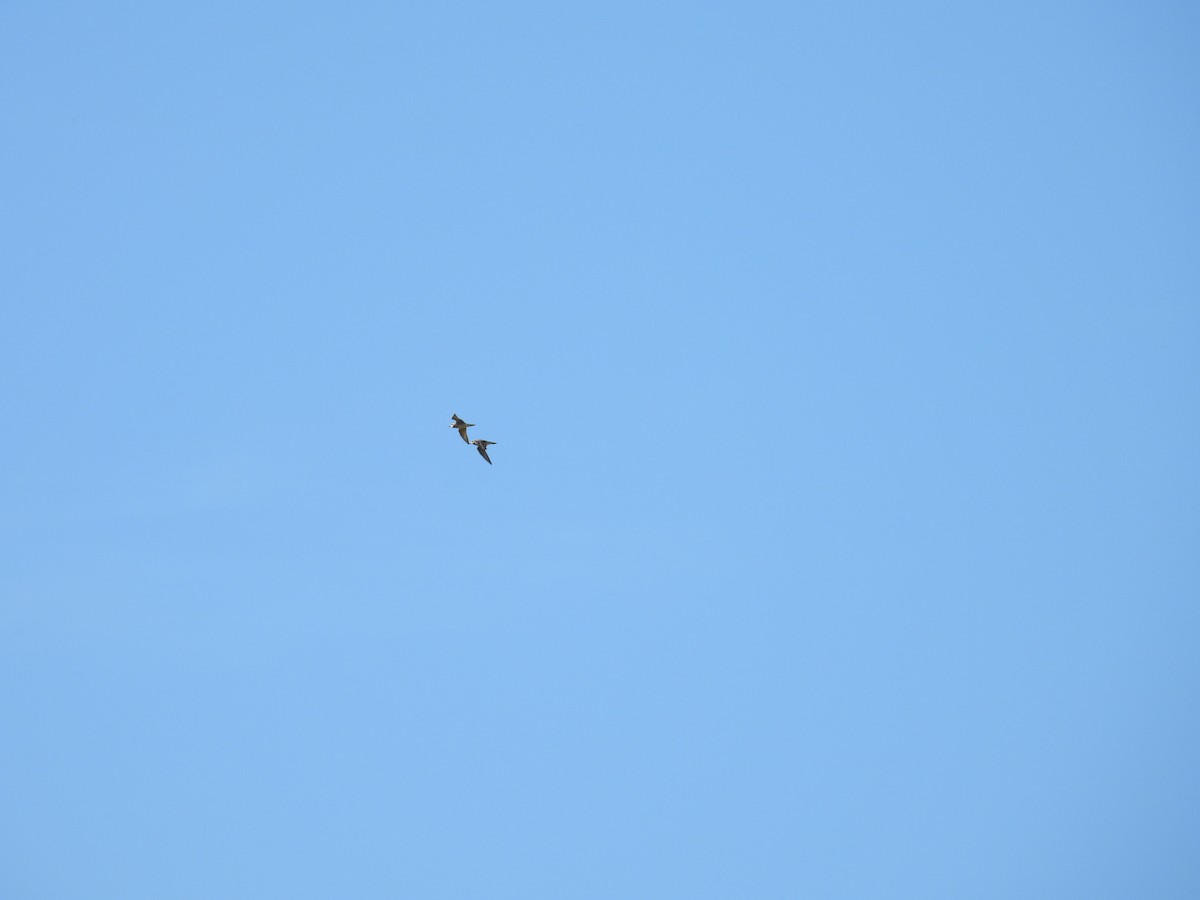 American Golden-Plover - ML642194167