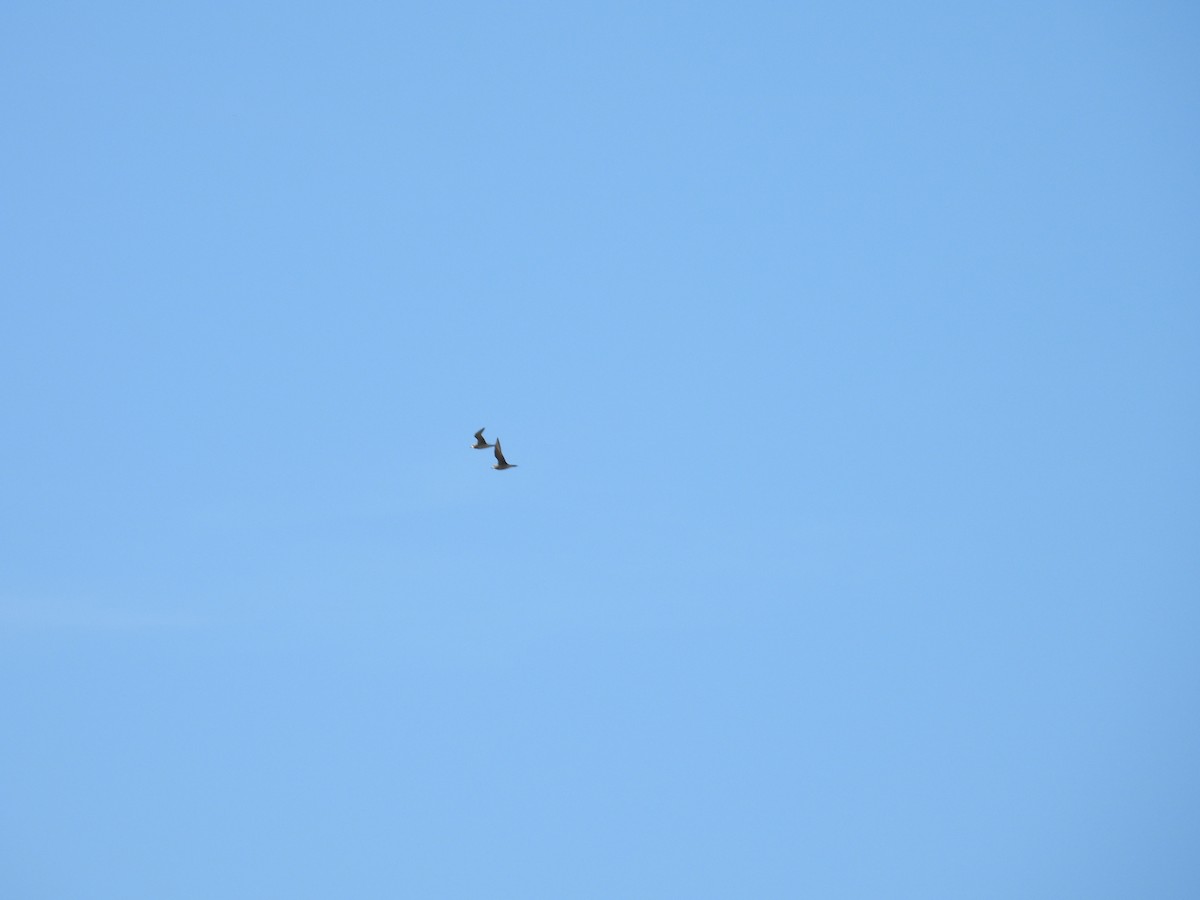 American Golden-Plover - ML642194168