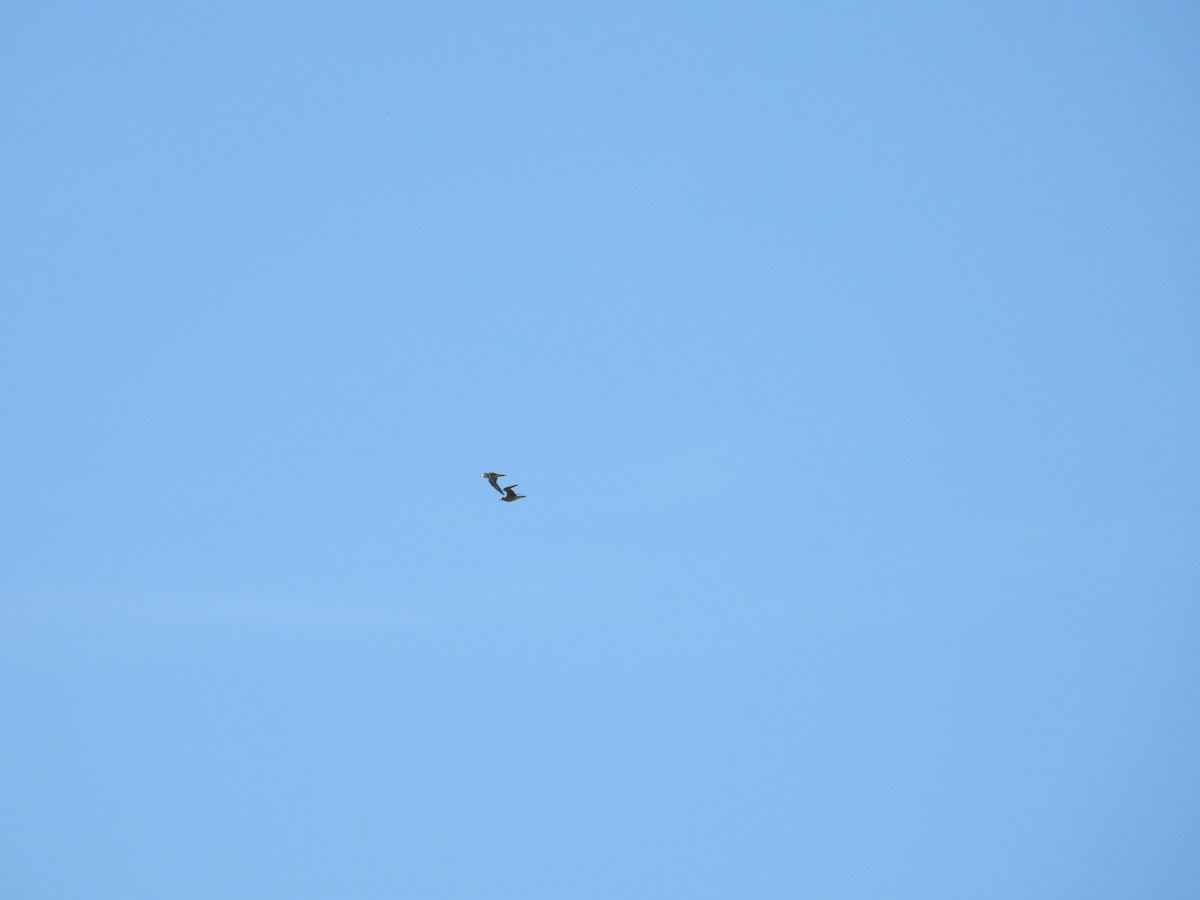 American Golden-Plover - ML642194169