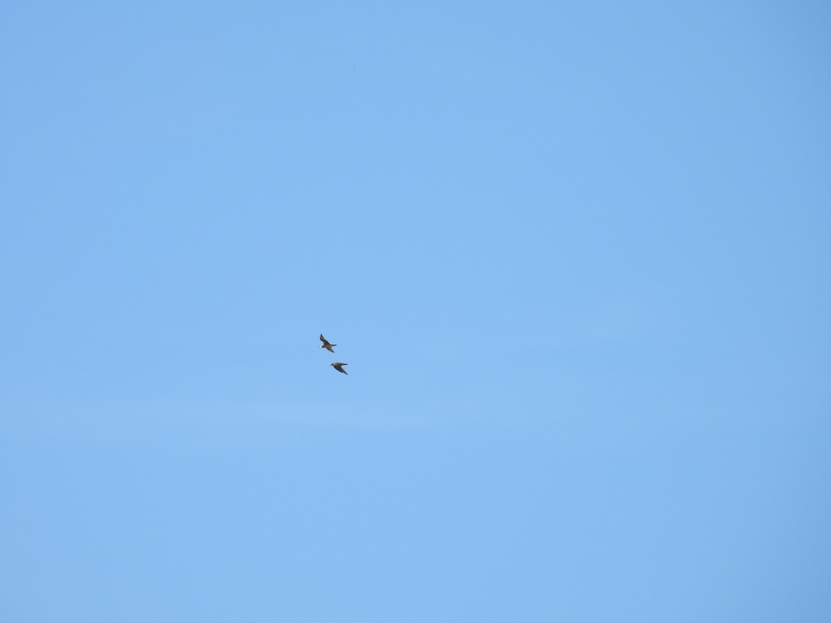 American Golden-Plover - ML642194170