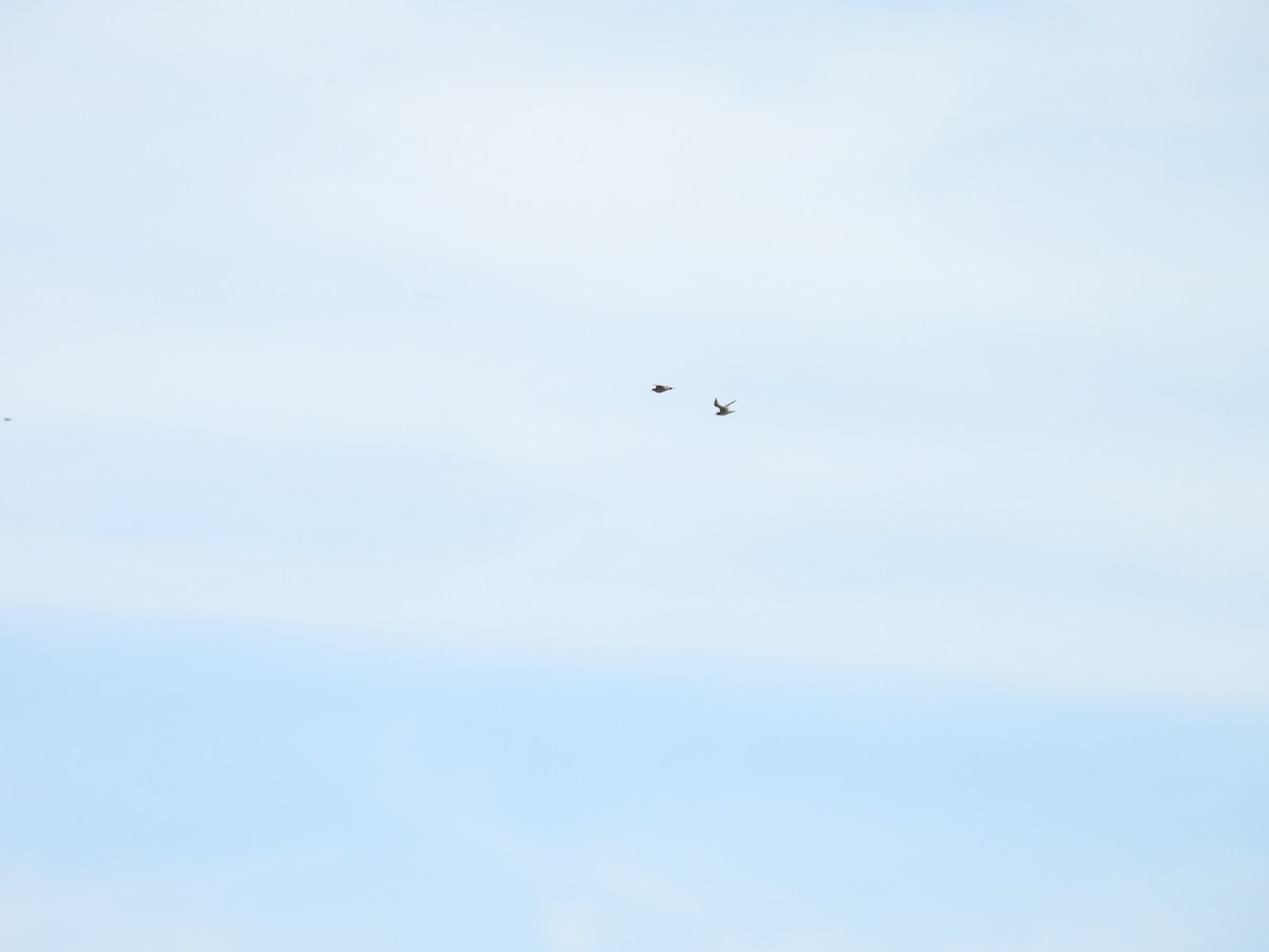 American Golden-Plover - ML642194171