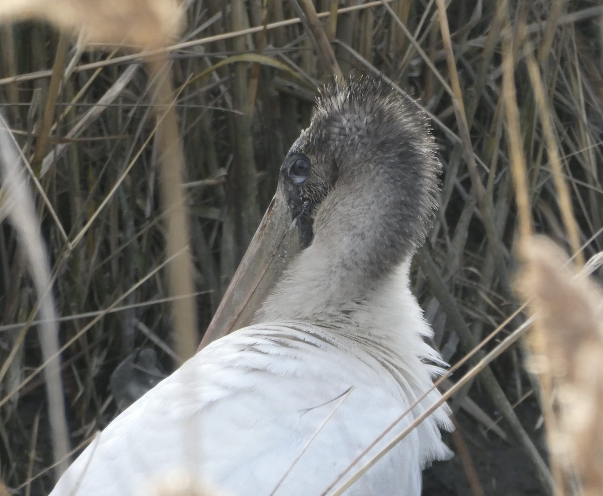 Wood Stork - ML642194175