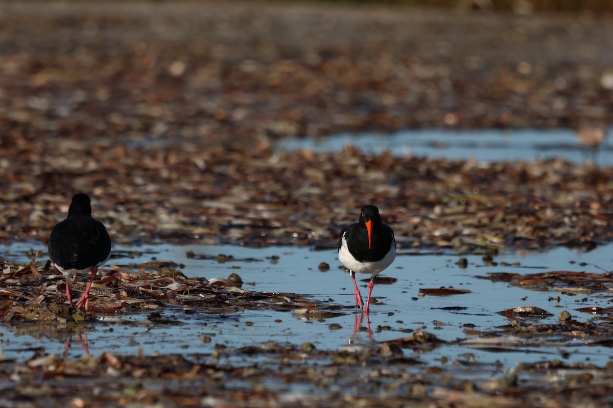 Pied Oystercatcher - ML642194187