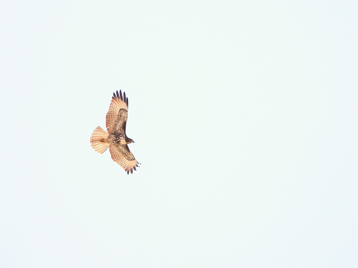 Rotschwanzbussard - ML642194189