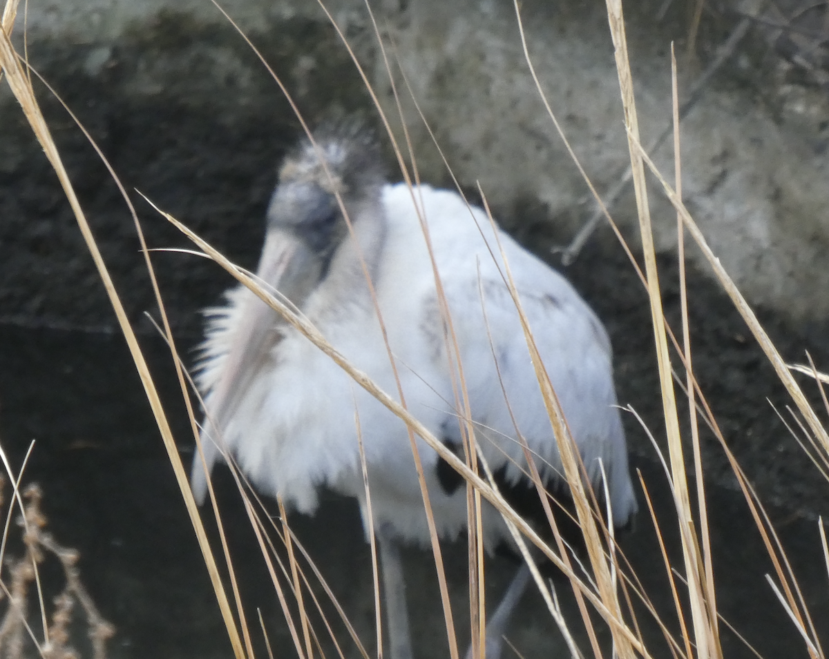 Wood Stork - ML642194193
