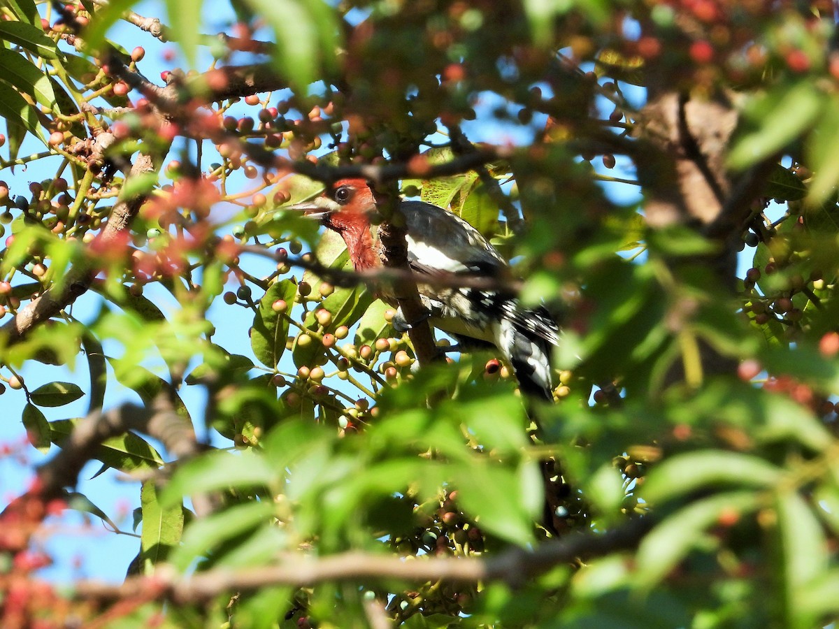 Red-breasted Sapsucker - ML642194196