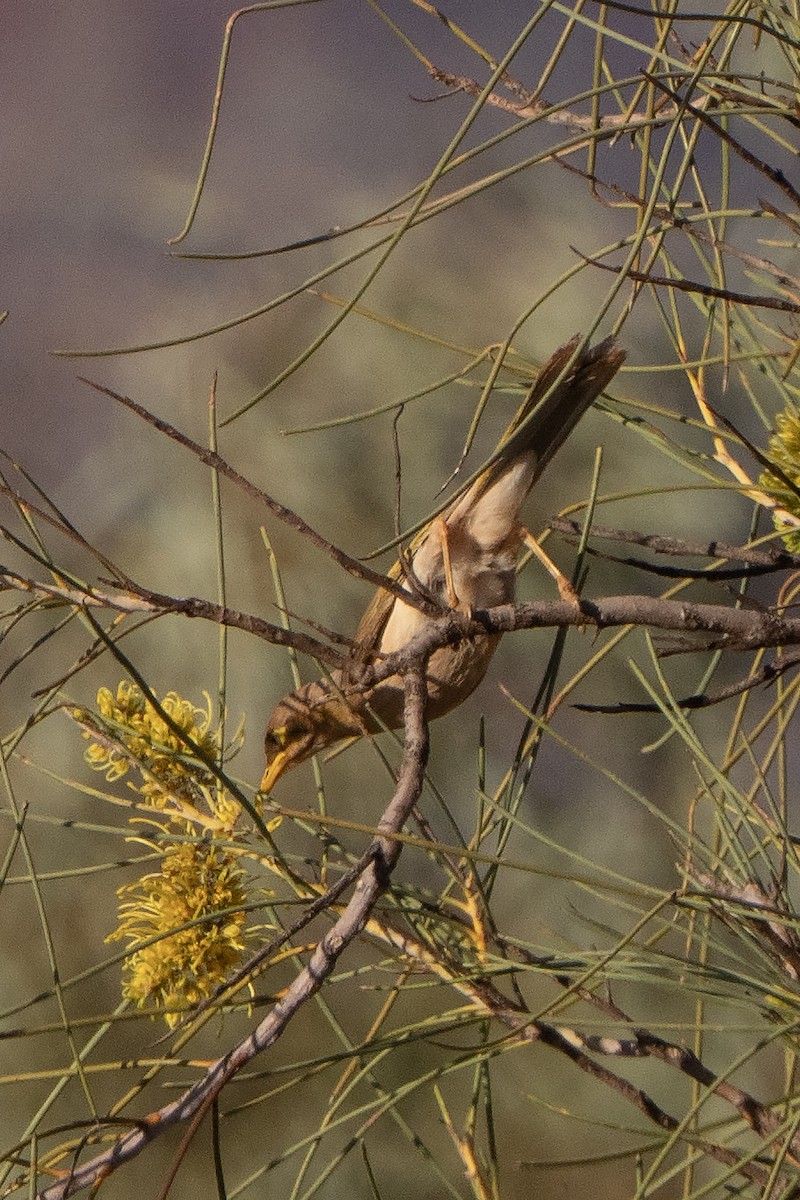 Yellow-throated Miner - ML642194202