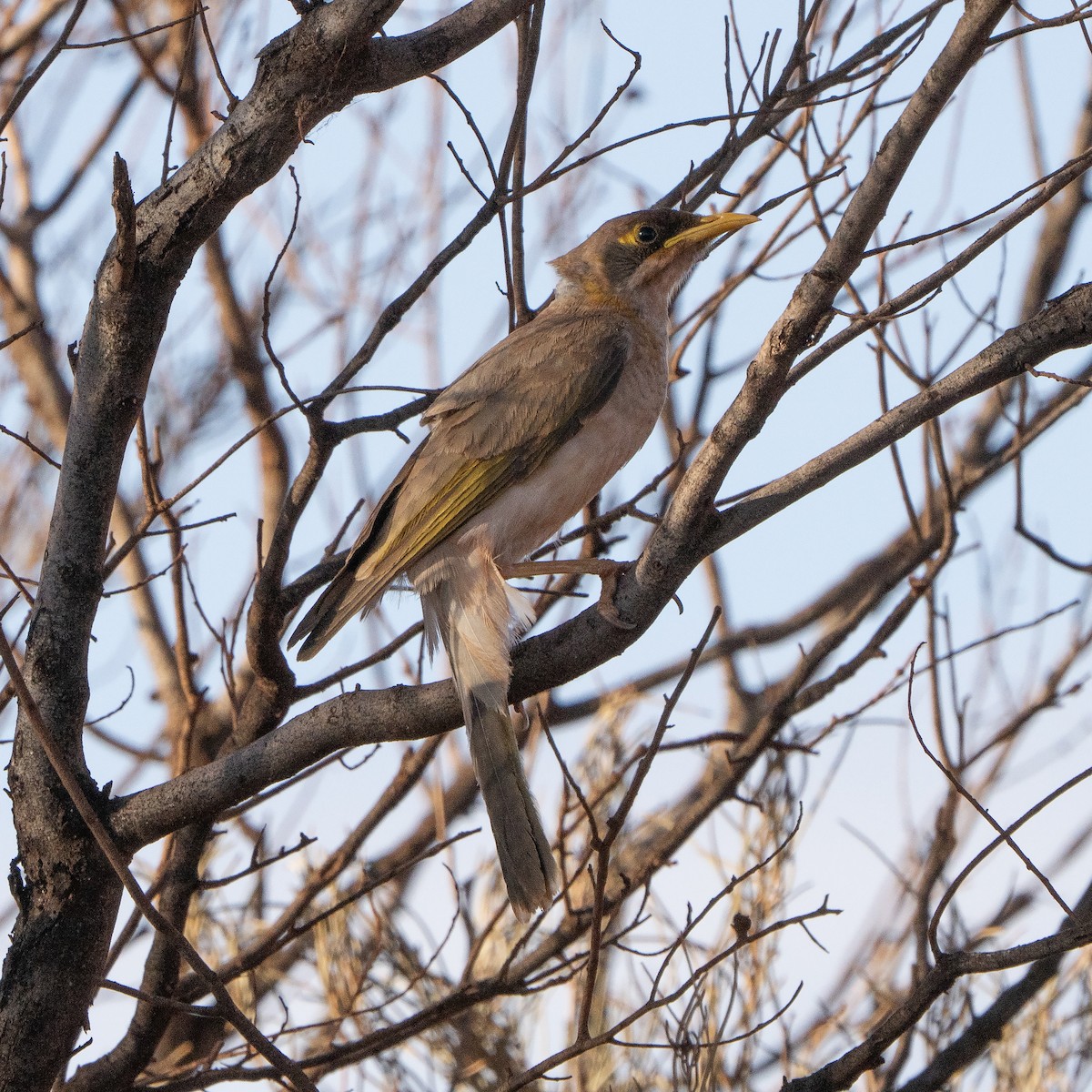 Yellow-throated Miner - ML642194203