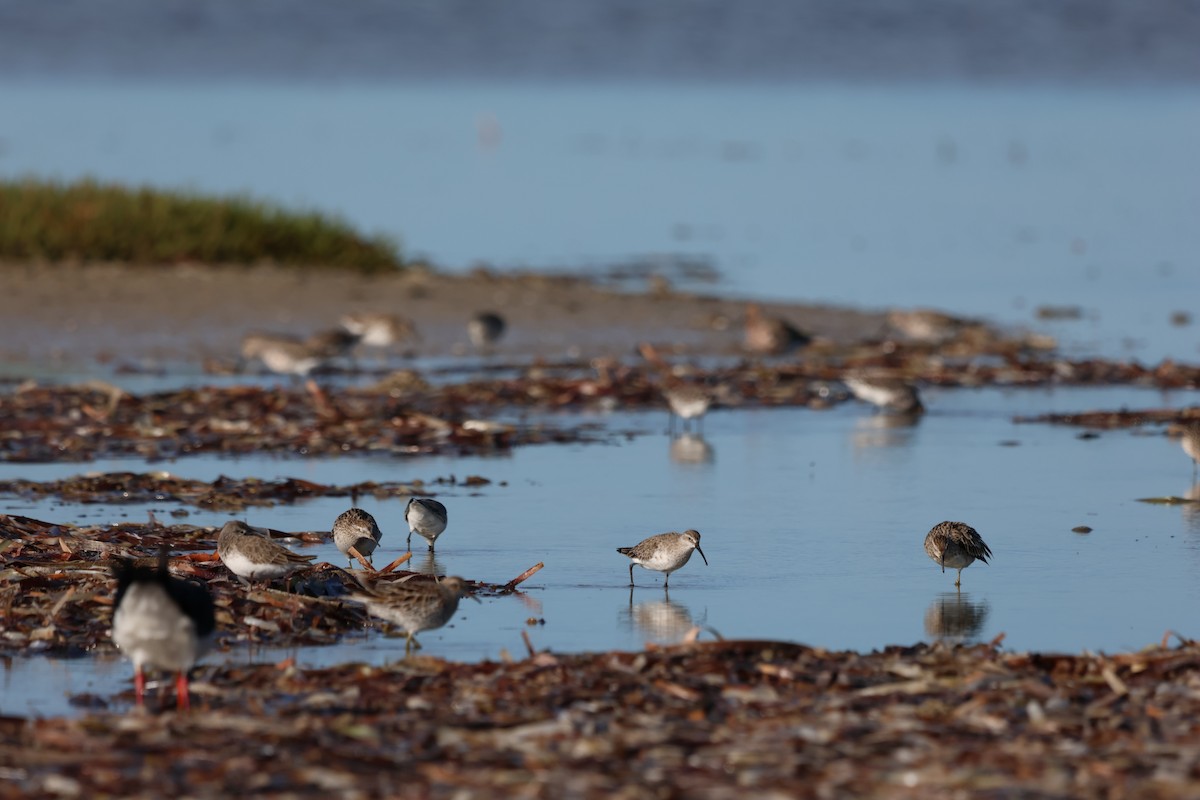 Curlew Sandpiper - ML642194211