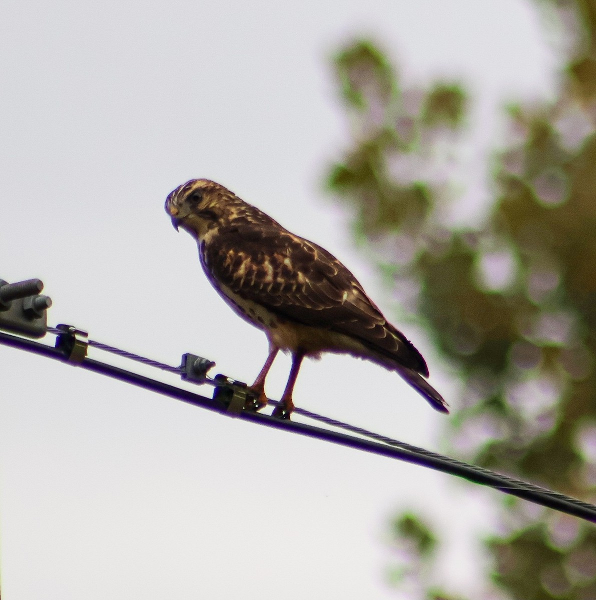 Broad-winged Hawk - ML642194227