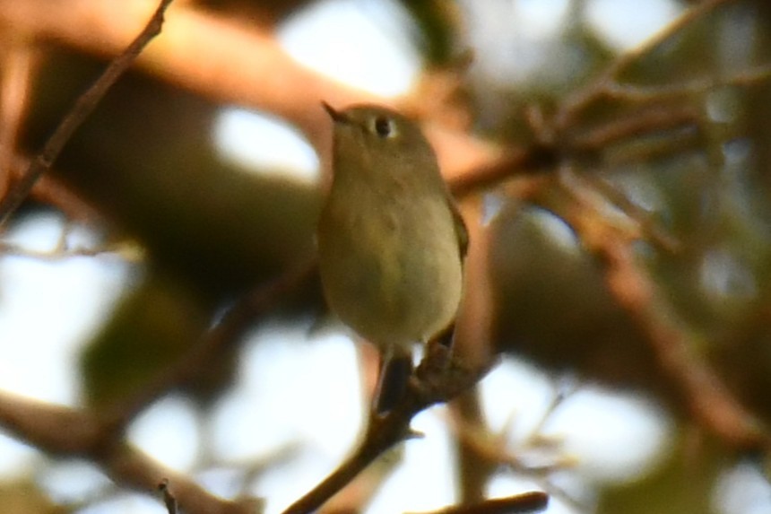 Ruby-crowned Kinglet - ML642194228