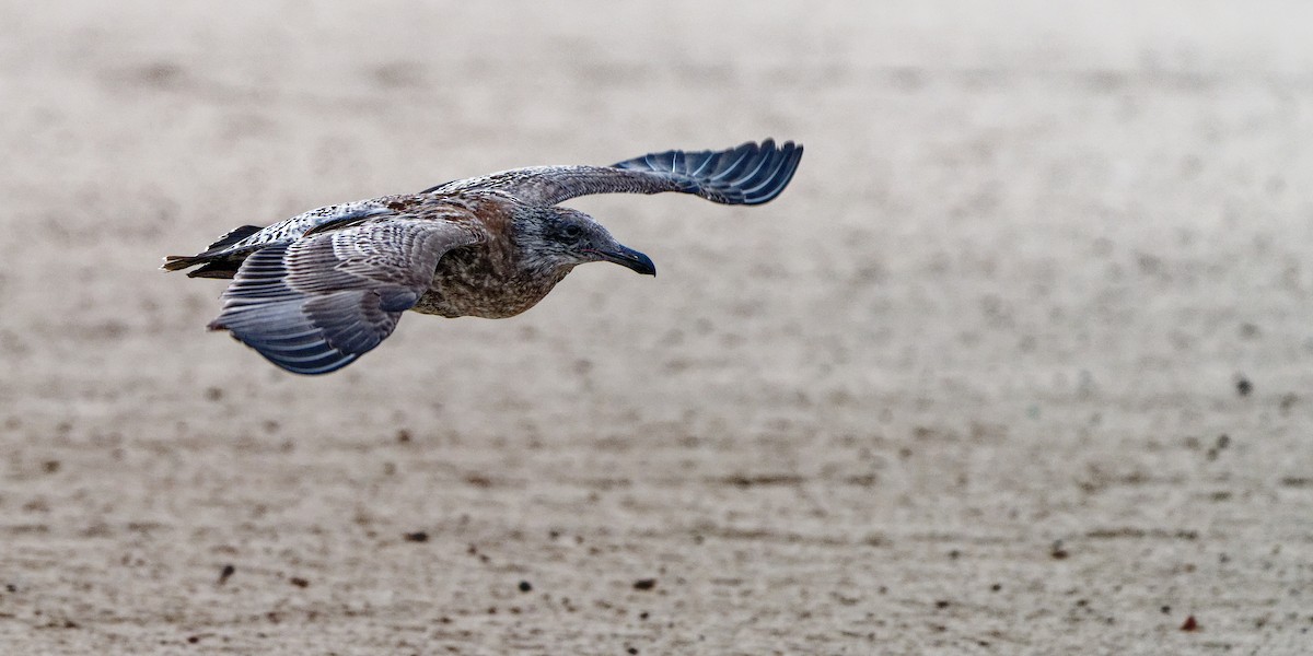Gaviota Occidental - ML642194230