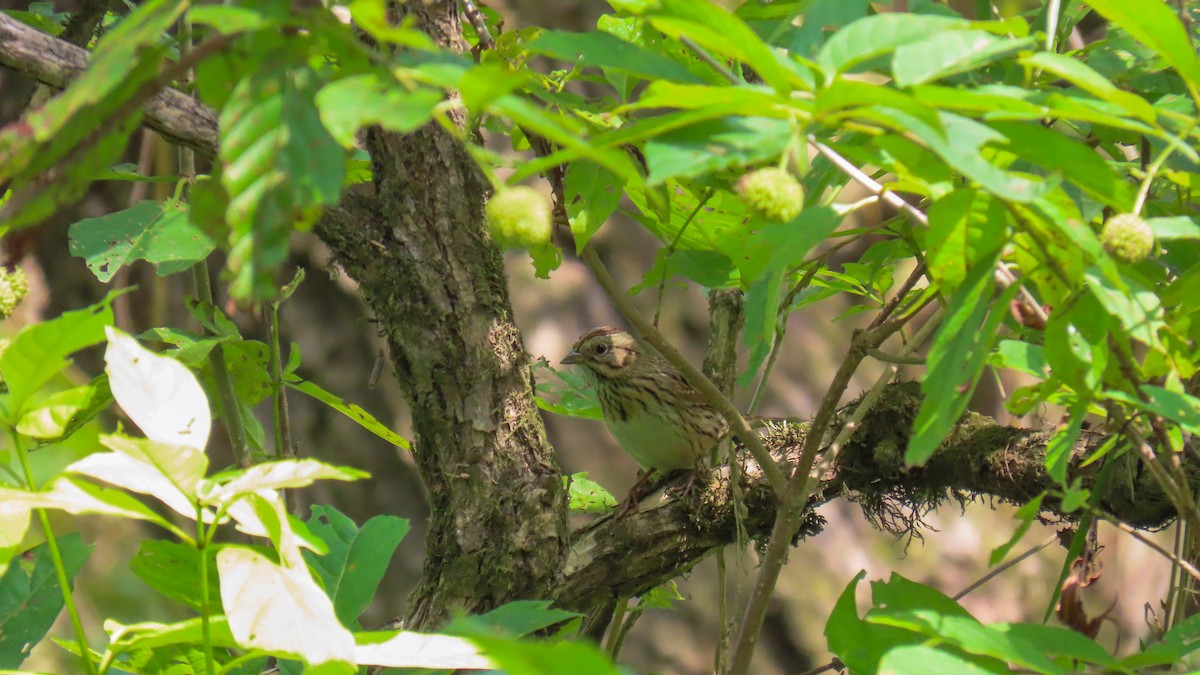 Lincoln's Sparrow - ML642194236