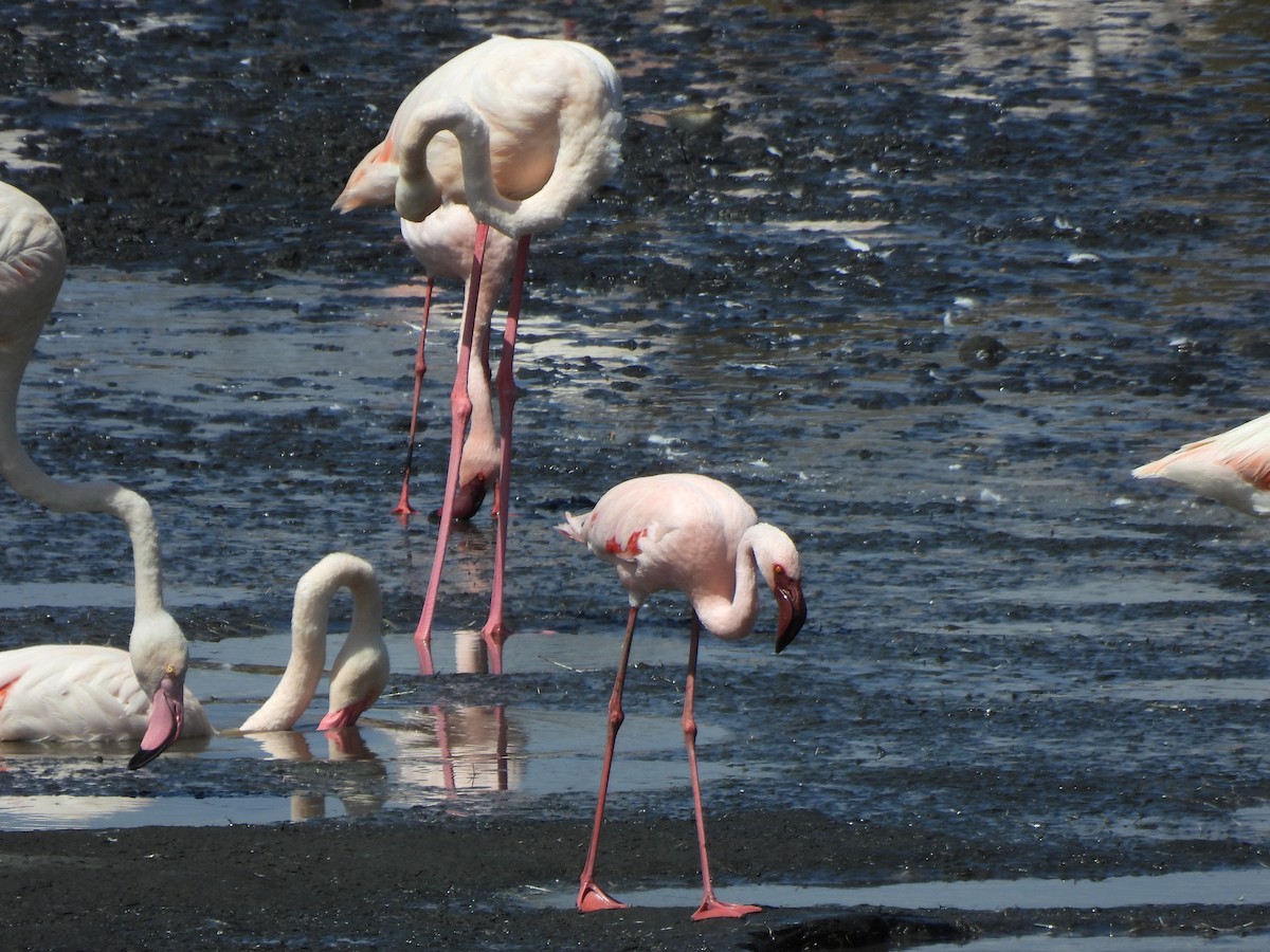 Lesser Flamingo - ML642194237