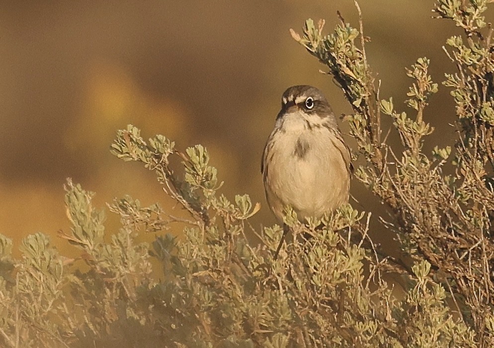 Sagebrush Sparrow - ML642194242