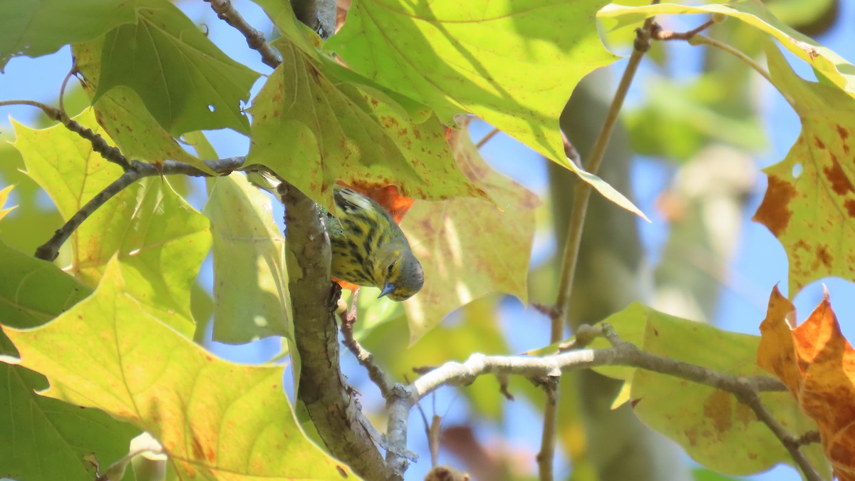 Cape May Warbler - ML642194243