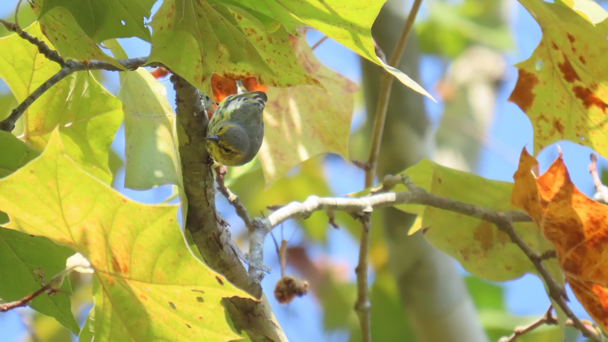 Cape May Warbler - ML642194244