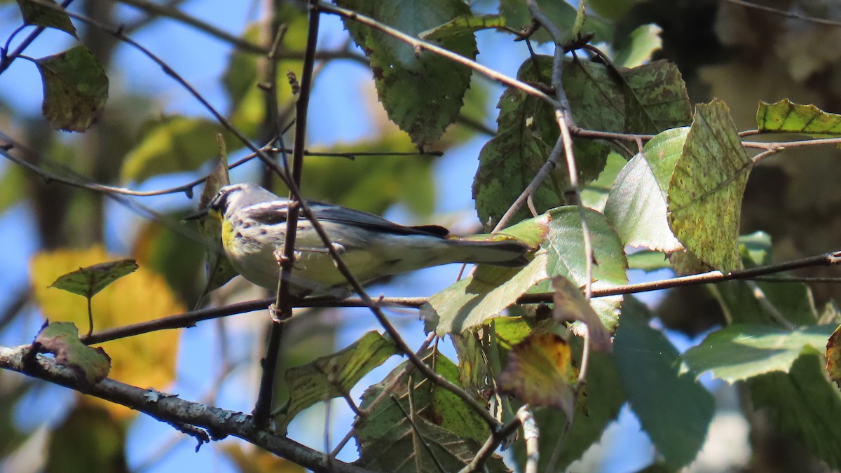 Yellow-throated Warbler - ML642194246