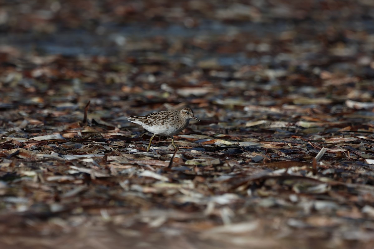 Sharp-tailed Sandpiper - ML642194247