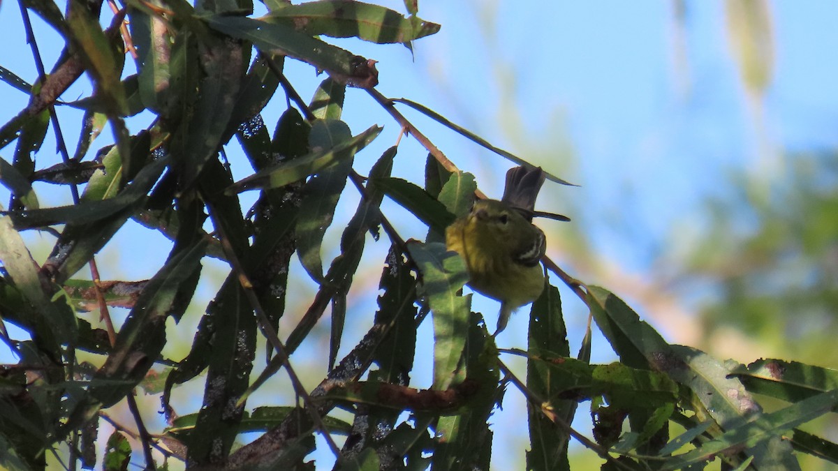 Blackpoll Warbler - ML642194248