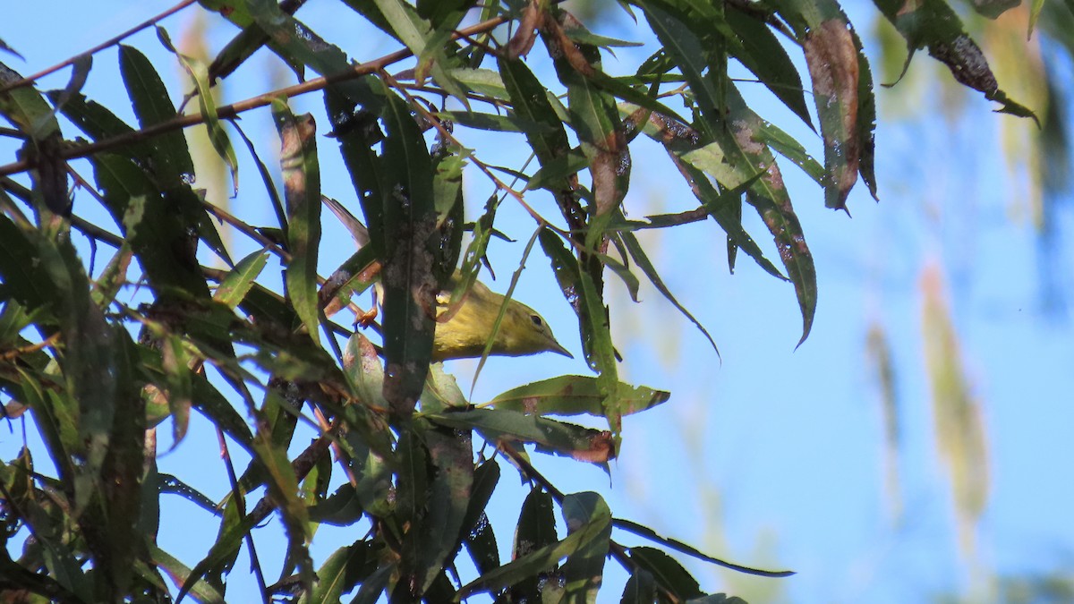 Blackpoll Warbler - ML642194250