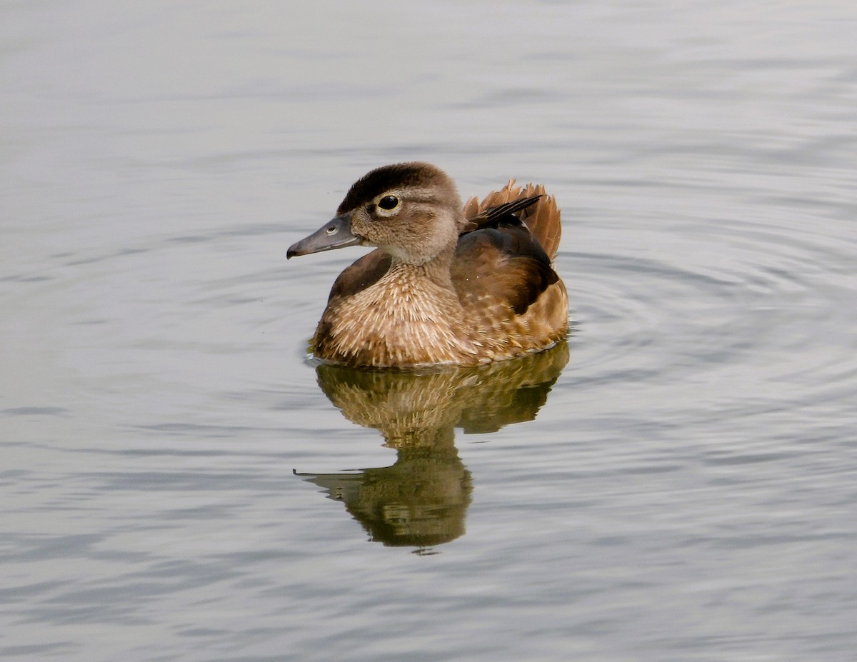 Wood Duck - ML642194255