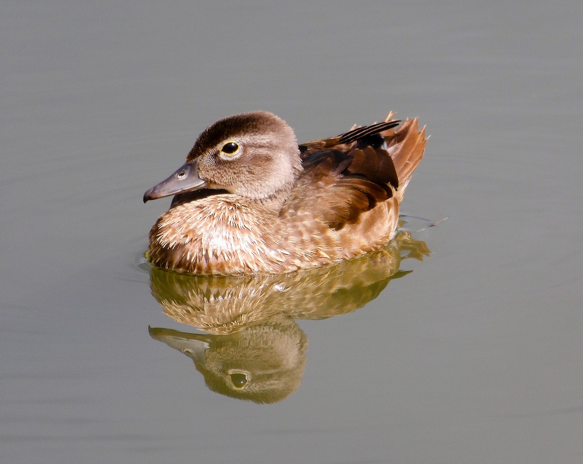 Wood Duck - ML642194256