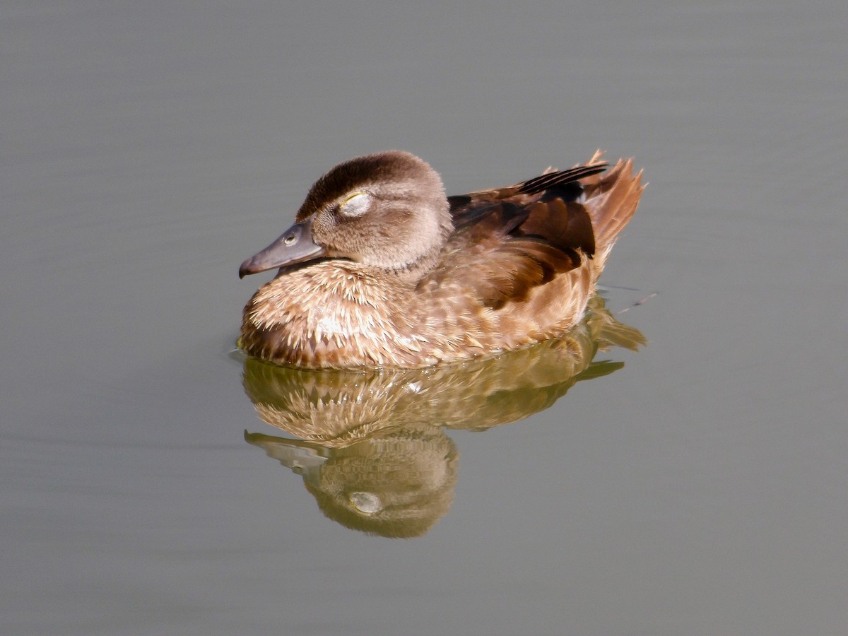 Wood Duck - ML642194257