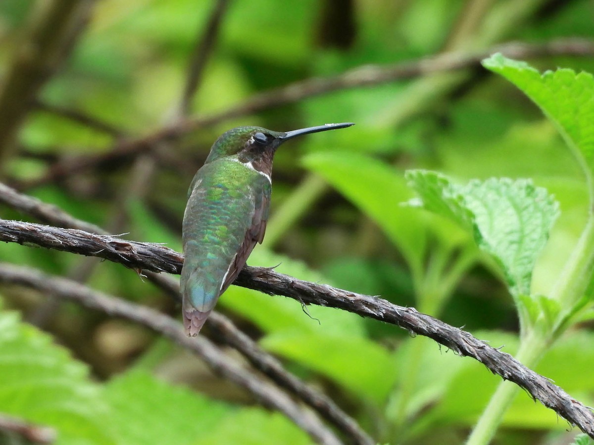 Ruby-throated Hummingbird - ML642194263