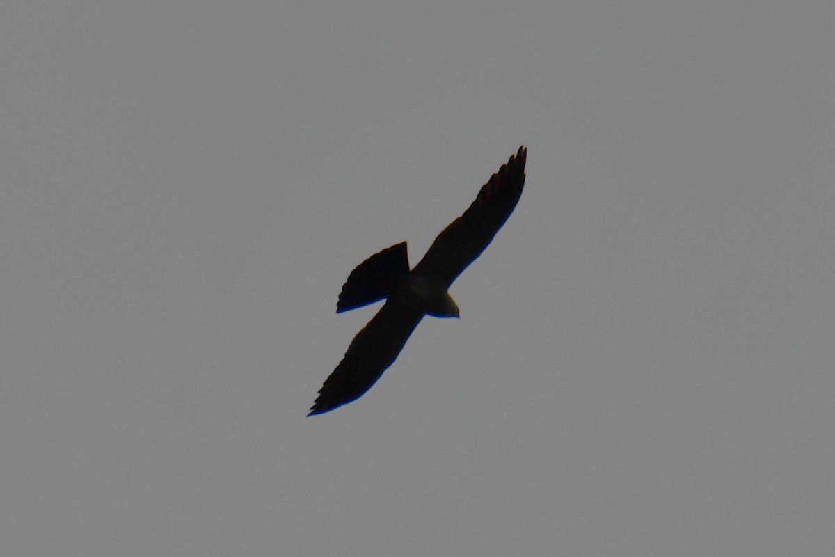 Mississippi Kite - ML642194303