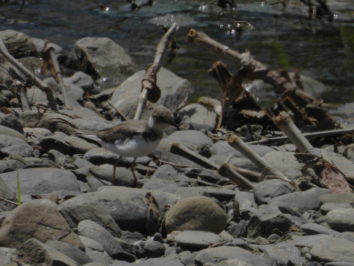 Little Ringed Plover - ML642194304