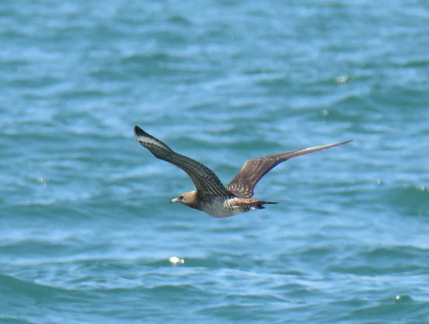 Parasitic Jaeger - ML642194307