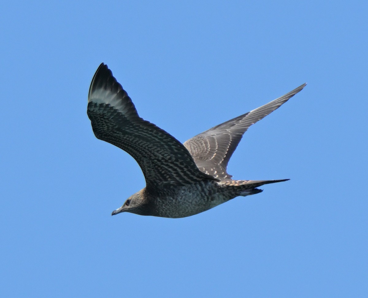 Parasitic Jaeger - ML642194308