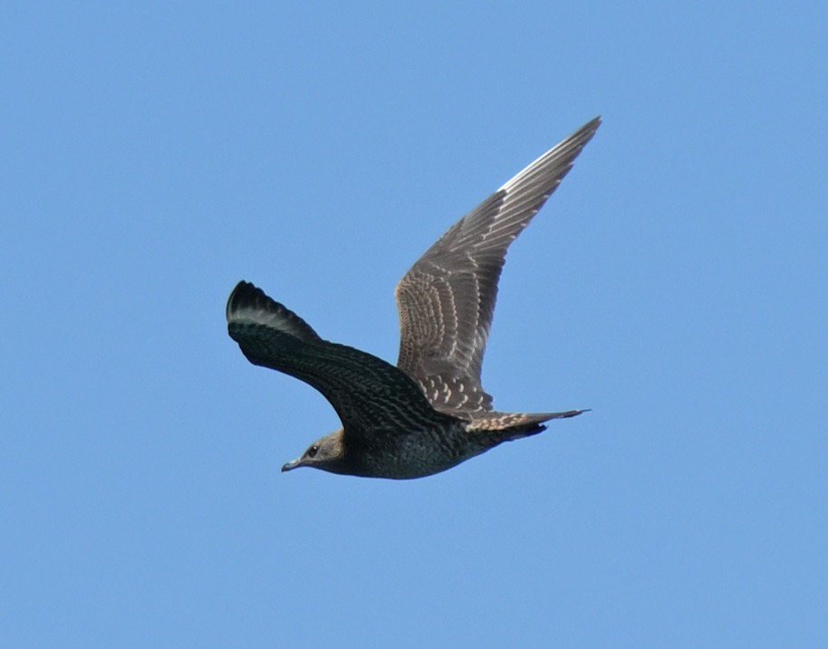 Parasitic Jaeger - ML642194309