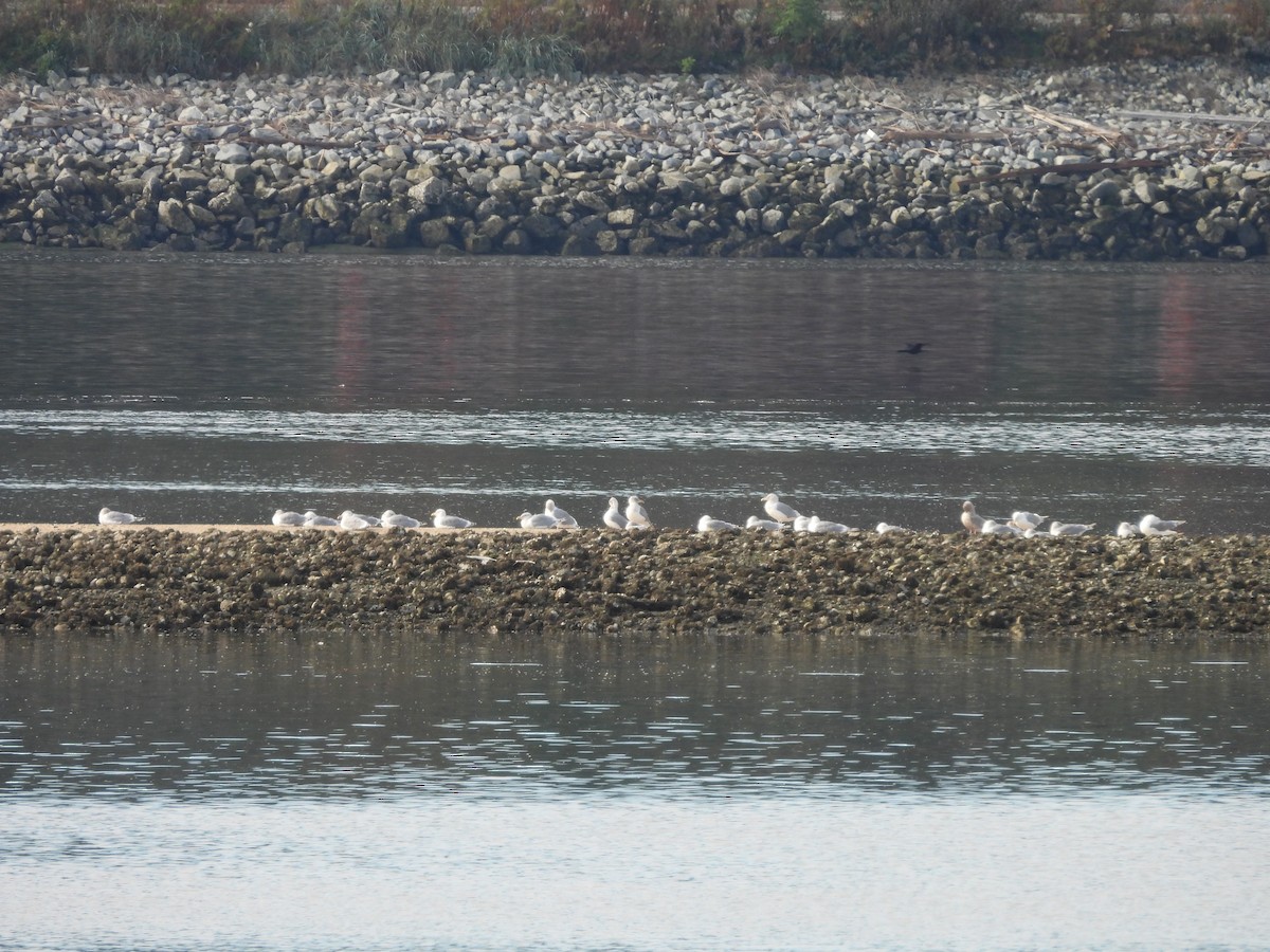 Larus sp. - ML642194312