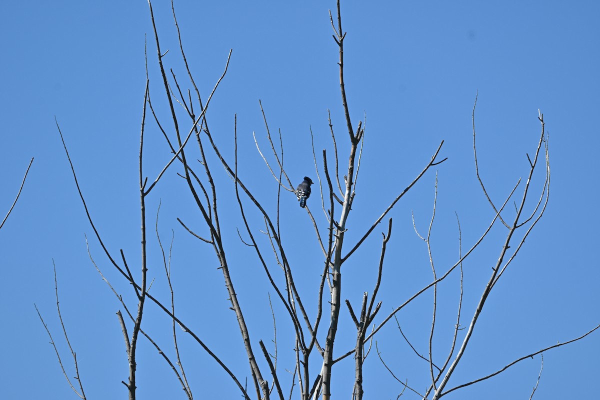 Blue Jay - ML642194314