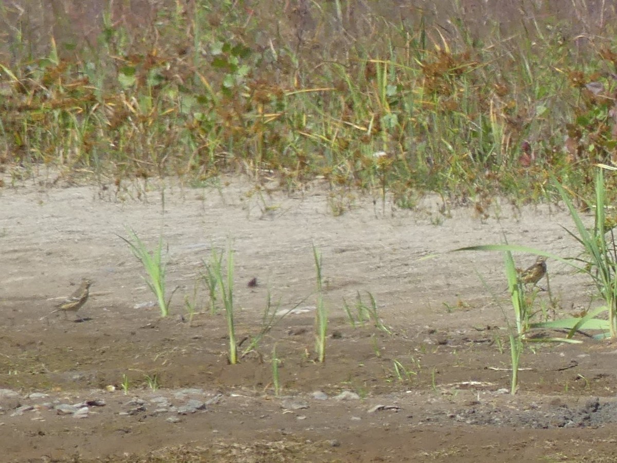 American Pipit - ML642194315