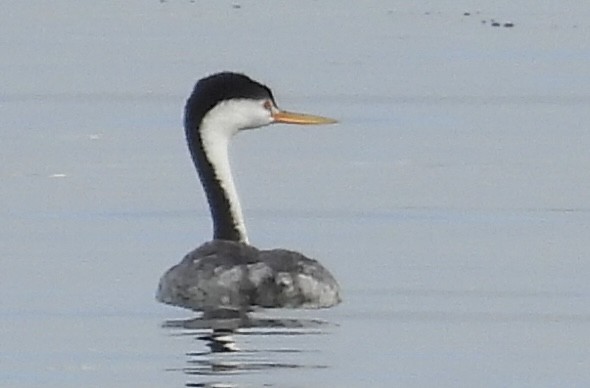 Clark's Grebe - ML642194316