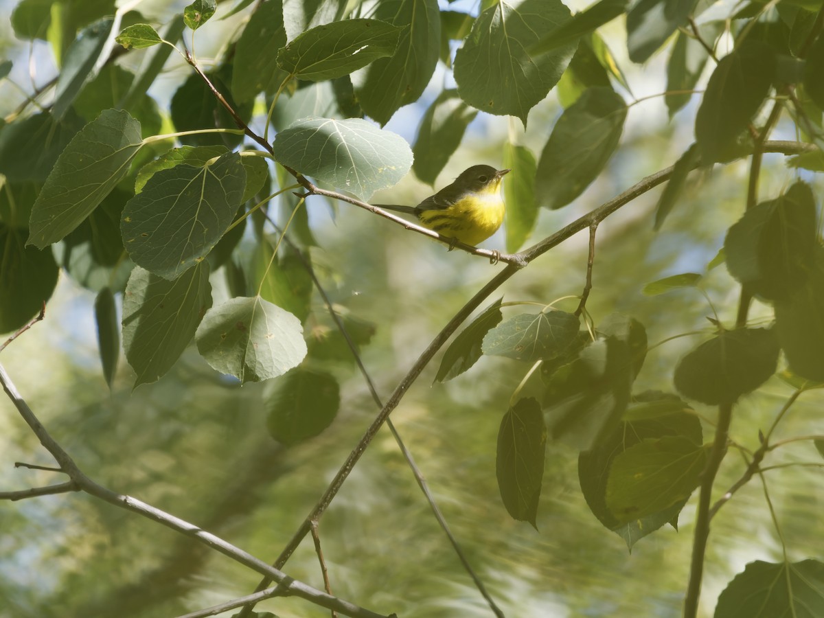 Magnolia Warbler - ML642194318