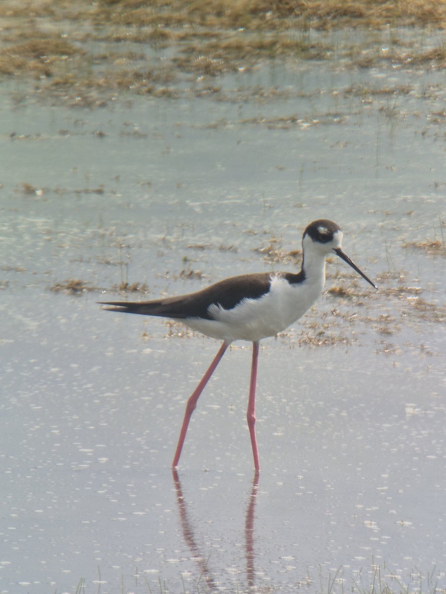Black-necked Stilt - ML642194319