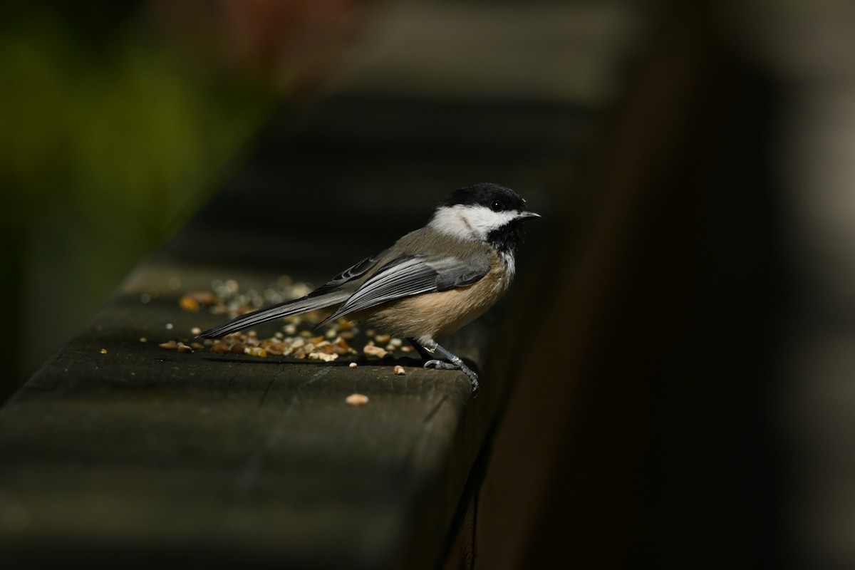 Black-capped Chickadee - ML642194323