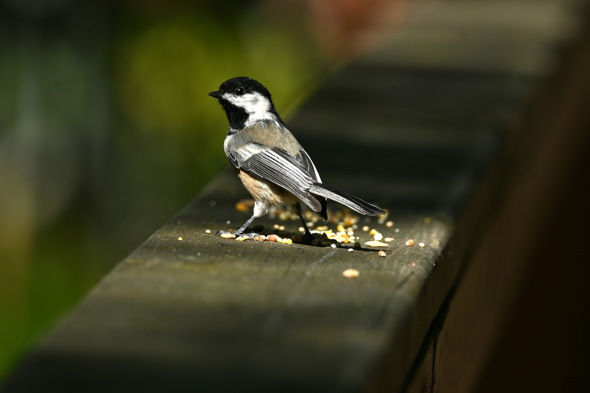 Black-capped Chickadee - ML642194327