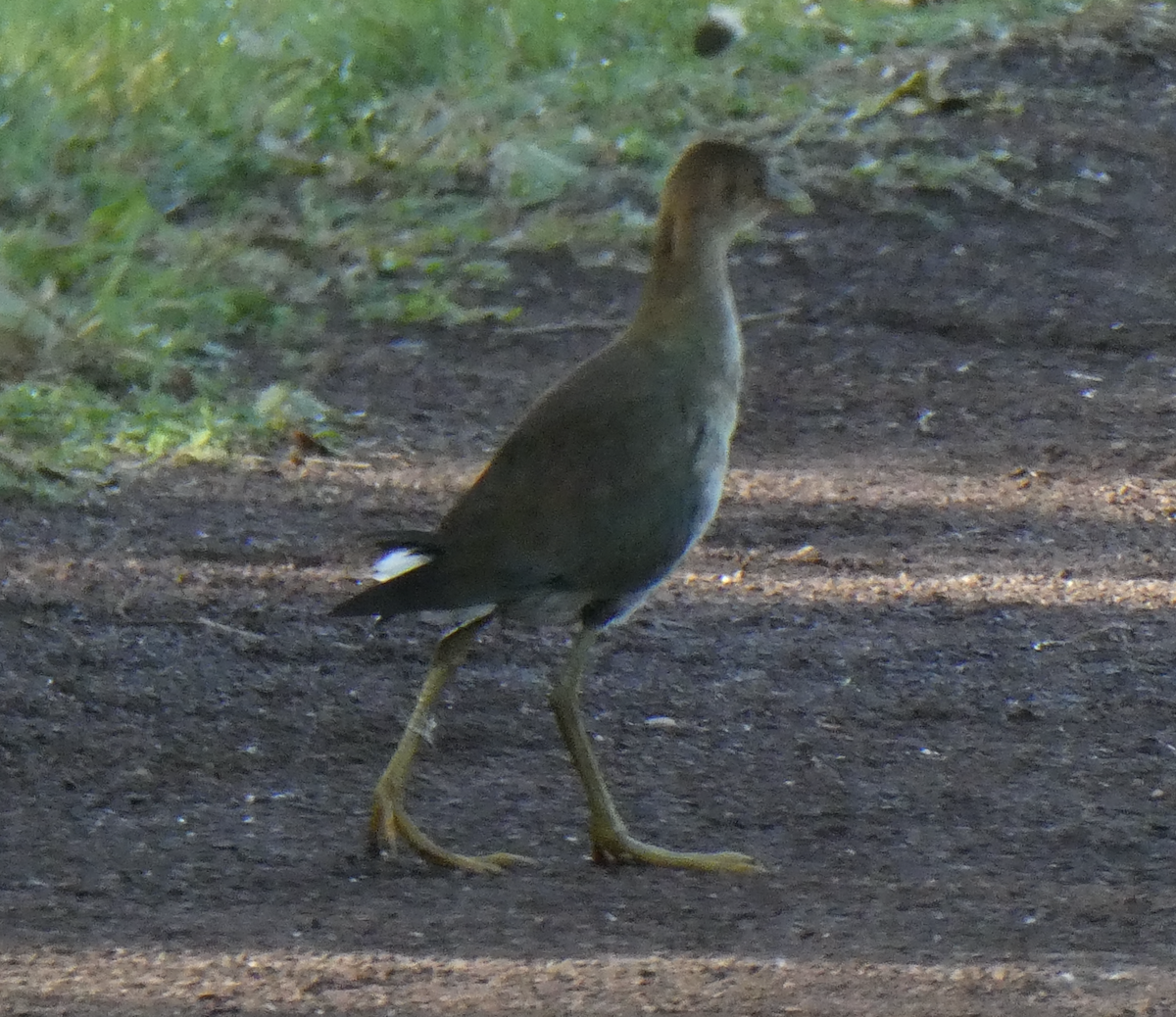 Purple Gallinule - ML642194333