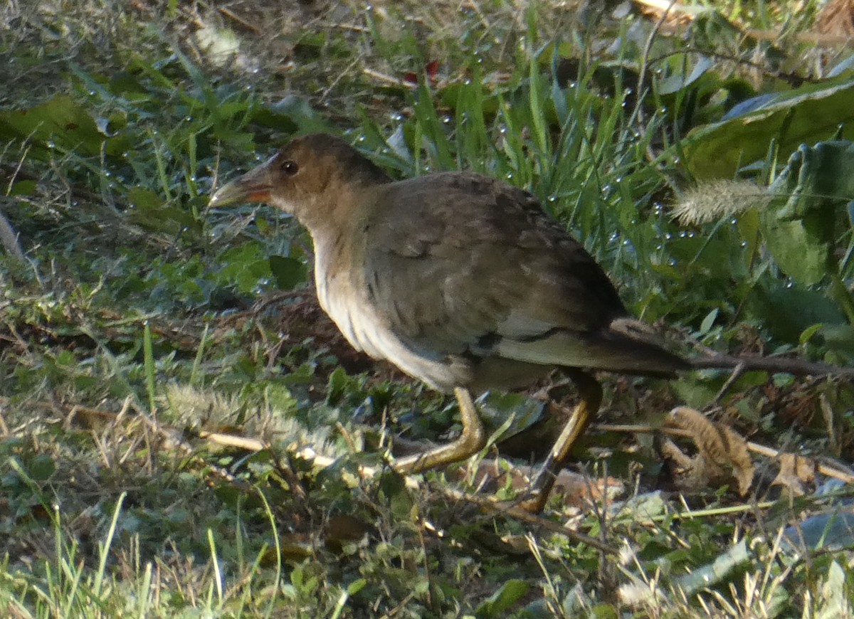 Purple Gallinule - ML642194334