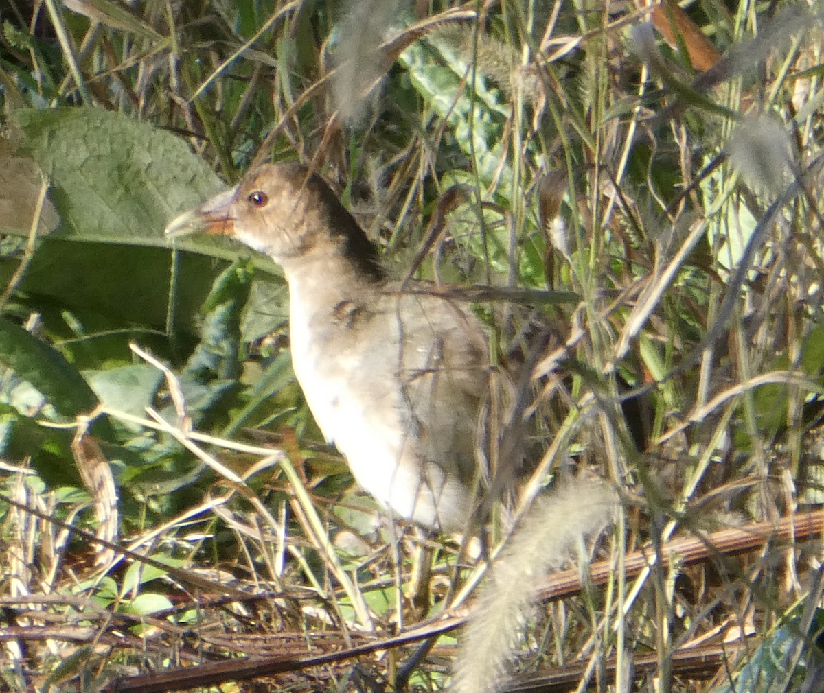 Purple Gallinule - ML642194335