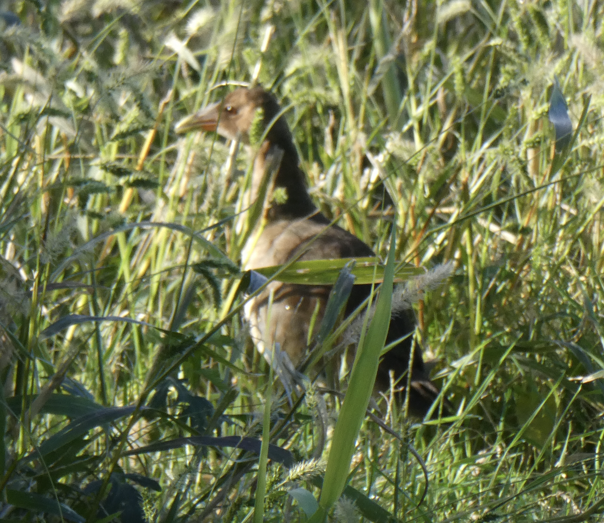 Purple Gallinule - ML642194336