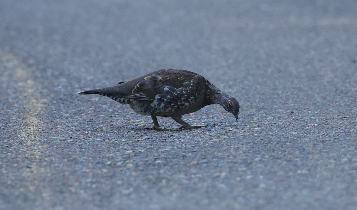 Sooty Grouse - ML642194337