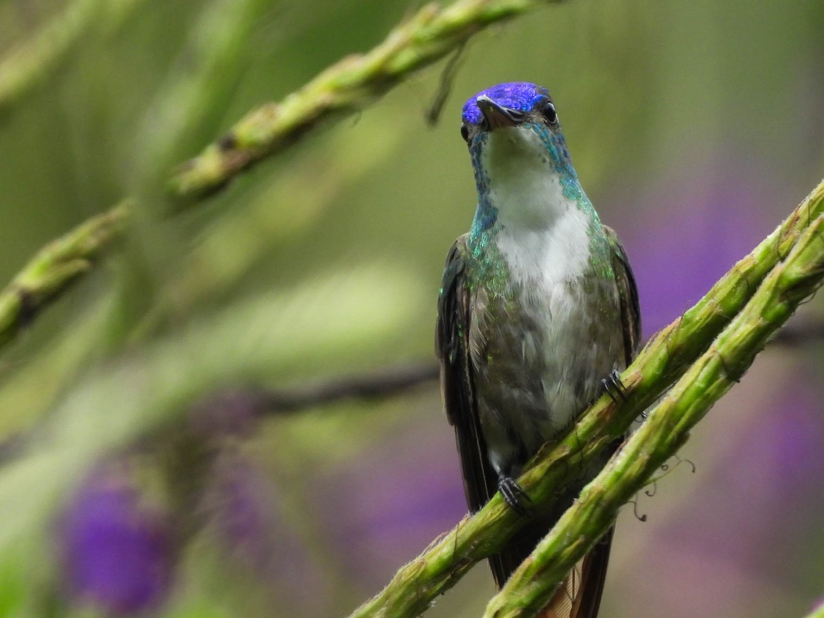 Azure-crowned Hummingbird - ML642194339